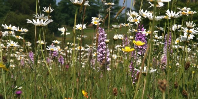 habitat-assessment habitat-assessment
