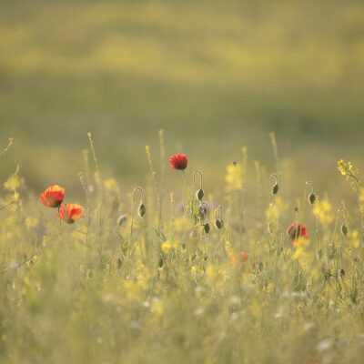 wild_flower_meadow_1