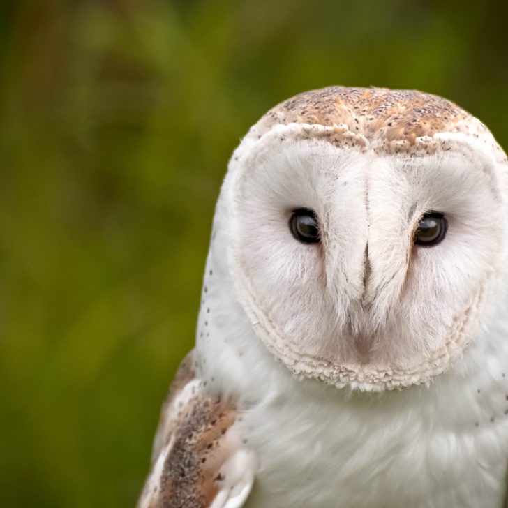 barn-owl barn-owl