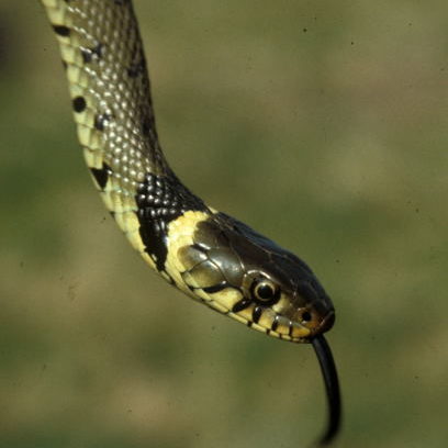 newts-reptile newts-reptile