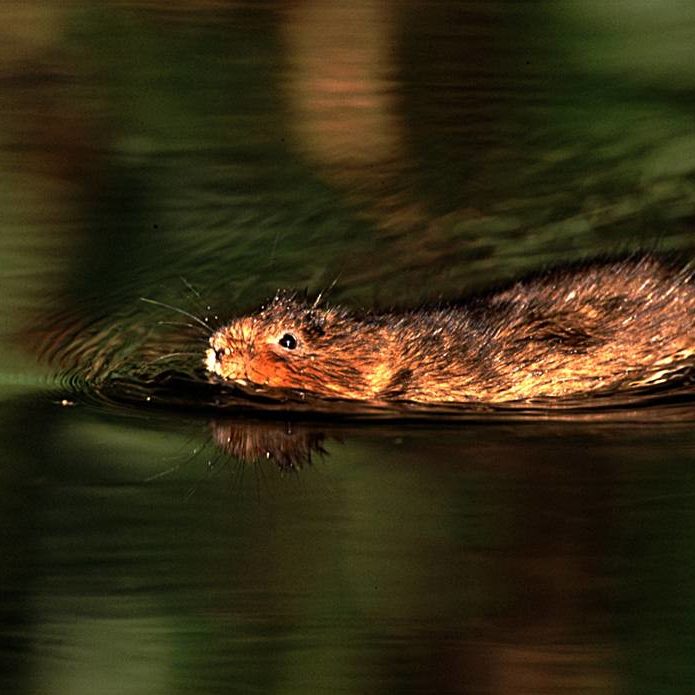 water-vole-research