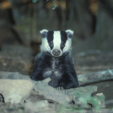 badger badger-surveys