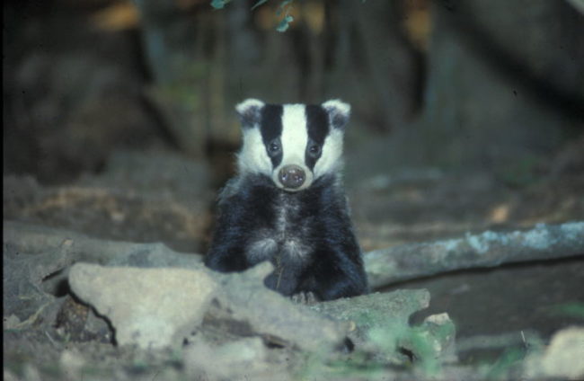 badger-surveys