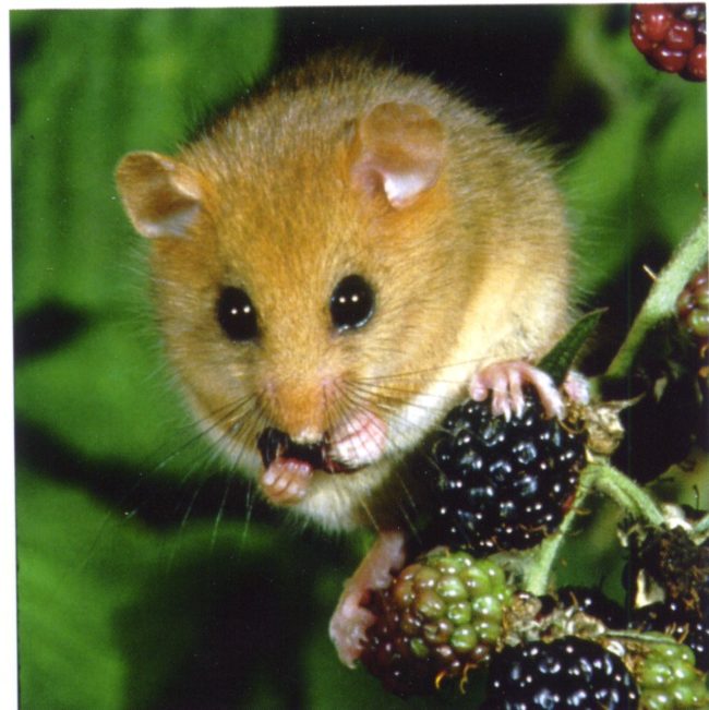 dormouse-surveys