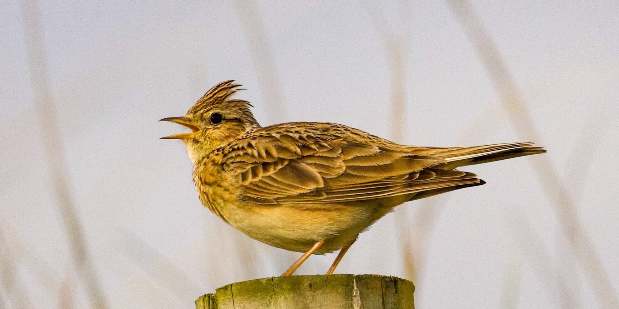 heather-wilde-7GwEO8JWij0-unsplash skylark-ground-nesting-birds