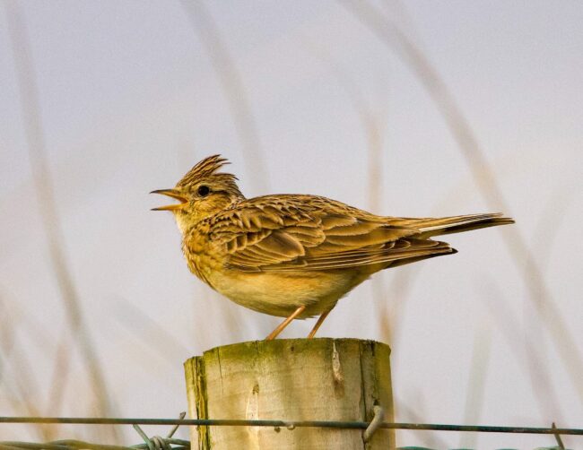 skylark-ground-nesting-birds
