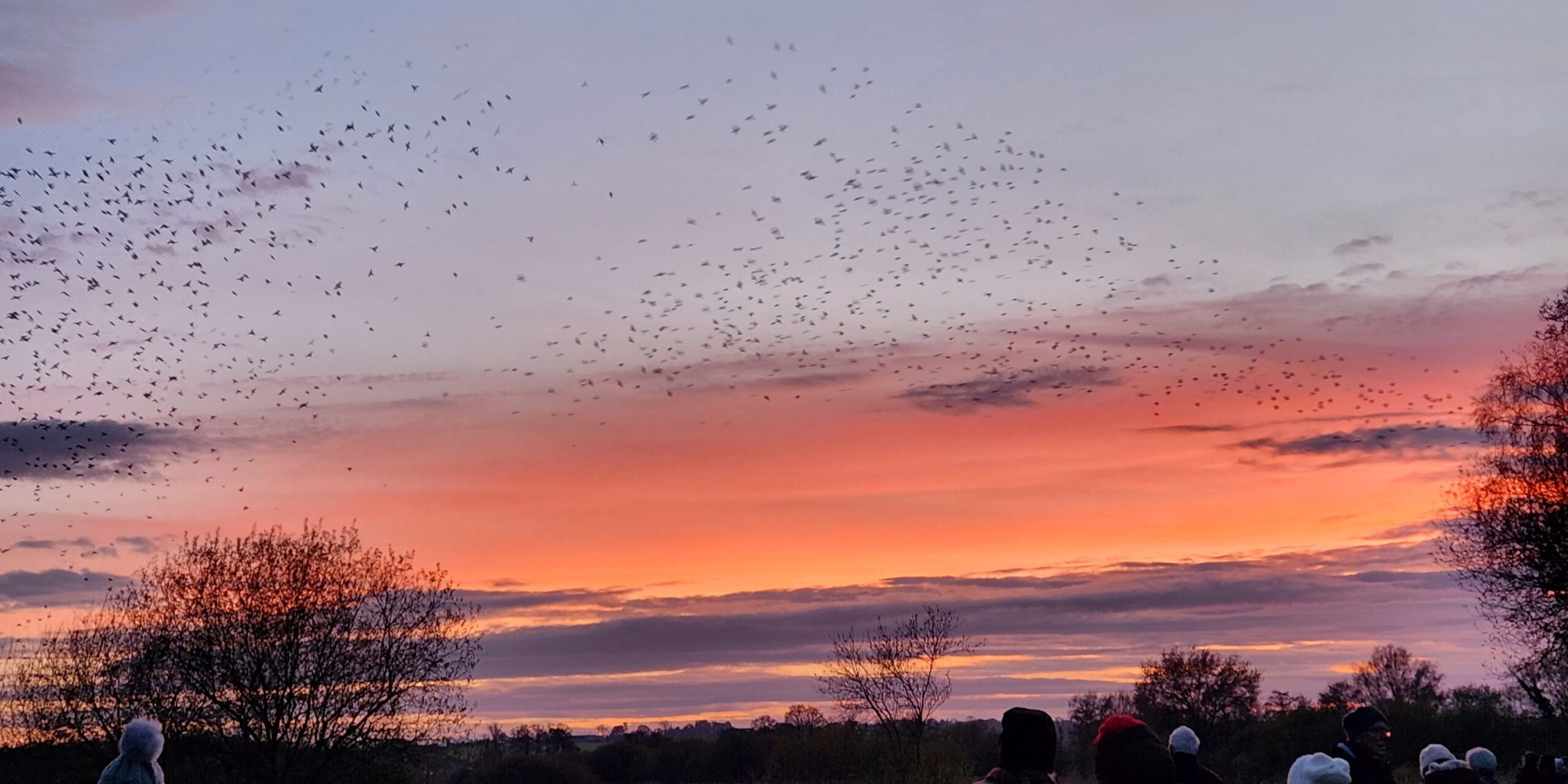 murmurations_somerset_levels murmurations_somerset_levels