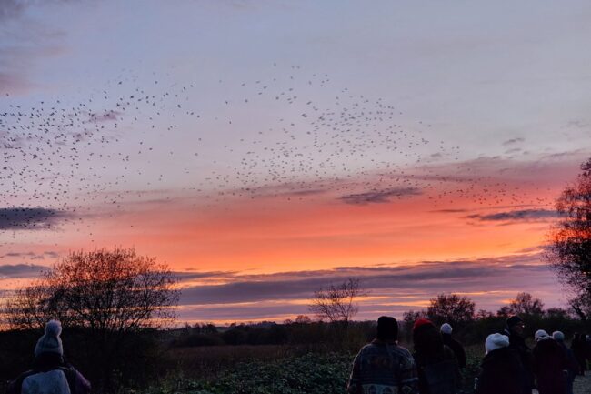 murmurations_somerset_levels murmurations_somerset_levels