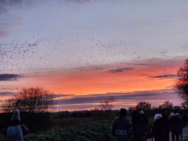 murmurations_somerset_levels murmurations_somerset_levels